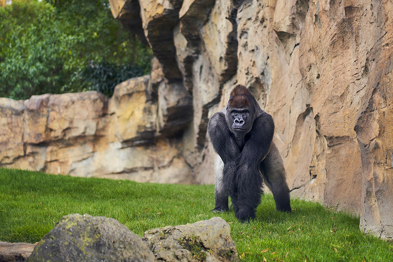 Explorando los maravillosos zoológicos de Nueva York: un viaje familiar inolvidable