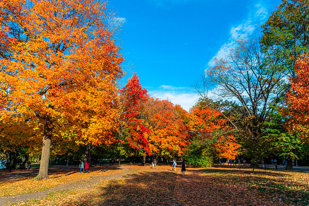 El lado natural de Brooklyn: parques emblemáticos y descubrimientos culturales