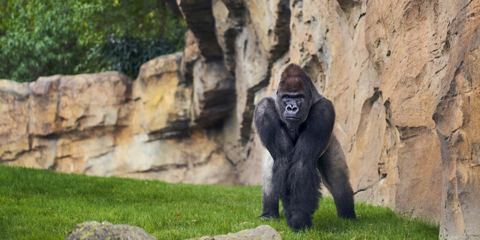 Bronx Zoo NYC