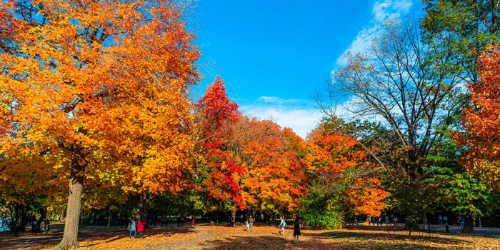 Brooklyn Prospect PArk